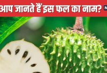 धतूरे जैसा दिखने वाला यह फल बेहद चमत्कारी ! 99% लोग नहीं जानते होंगे नाम, इन इलाकों में खूब खाते हैं लोग