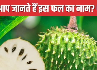 धतूरे जैसा दिखने वाला यह फल बेहद चमत्कारी ! 99% लोग नहीं जानते होंगे नाम, इन इलाकों में खूब खाते हैं लोग