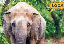 swapna shastra elephant dream meaning symbols significance sapne me hathi dekhna sa