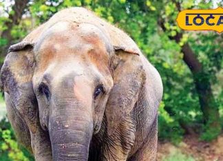 swapna shastra elephant dream meaning symbols significance sapne me hathi dekhna sa