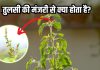 तुलसी की मंजरी से क्या किया जाता है? धार्मिक ही नहीं, हेल्थ के लिए भी फायदेमंद, जानें यहां