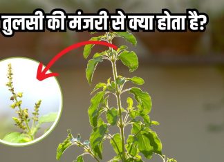 तुलसी की मंजरी से क्या किया जाता है? धार्मिक ही नहीं, हेल्थ के लिए भी फायदेमंद, जानें यहां