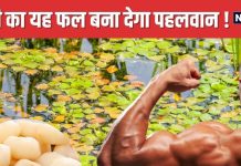 Singhara Health Benefits: कलियुग में वरदान है पानी से निकलने वाला यह फल, शरीर में भर देगा घोड़े जैसी ताकत ! 50 रुपये में भर लाएं थैला
