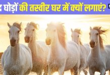 घर में क्यों लगाएं सफेद दौड़ते घोड़ों की तस्वीर? जानें लगाने की सही दिशा