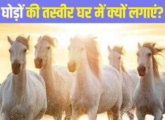 घर में क्यों लगाएं सफेद दौड़ते घोड़ों की तस्वीर? जानें लगाने की सही दिशा
