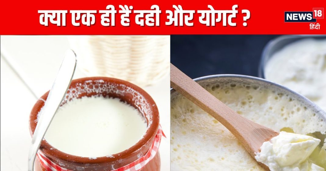दही VS योगर्ट, क्या इन दोनों में होता है कोई अंतर? जान लें ये 5 फर्क, खरीदते समय नहीं होगी कंफ्यूजन