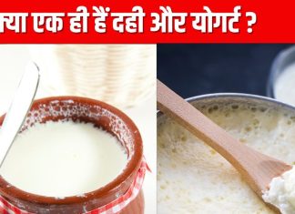 दही VS योगर्ट, क्या इन दोनों में होता है कोई अंतर? जान लें ये 5 फर्क, खरीदते समय नहीं होगी कंफ्यूजन