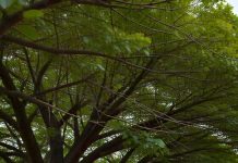 इस पेड़ में 1000 यज्ञों का पुण्य!भूकंप में घर की रक्षा, सांसों की तकलीफ भी दूर