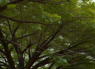 इस पेड़ में 1000 यज्ञों का पुण्य!भूकंप में घर की रक्षा, सांसों की तकलीफ भी दूर