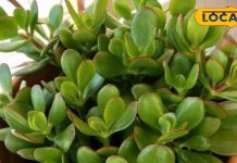 इस पौधे को घर में लगाने से धन की होगी बारिश! परिवार में कभी नहीं होगा लड़ाई-झगड़ा, जानें लगाने का सही तरीका