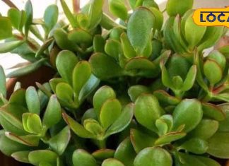 इस पौधे को घर में लगाने से धन की होगी बारिश! परिवार में कभी नहीं होगा लड़ाई-झगड़ा, जानें लगाने का सही तरीका