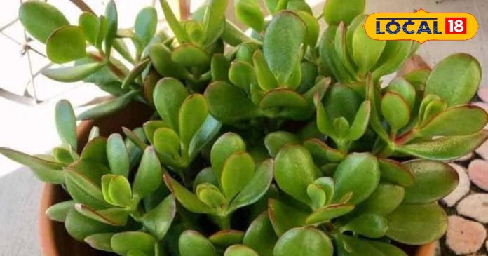 इस पौधे को घर में लगाने से धन की होगी