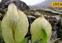 इस फूल को तोड़ने के हैं खास नियम, पूजा के बाद तिजोरी में रख लिया तो हो जाएंगे मालामाल!