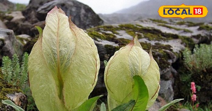 इस फूल को तोड़ने के हैं खास नियम, पूजा के