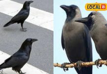 घर की छत पर कौवे का बोलना शुभ होता है या अशुभ, यहां बैठकर करे आवाज तो समझ जाइये आने वाला है संकट!
