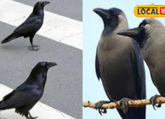 घर की छत पर कौवे का बोलना शुभ होता है या अशुभ, यहां बैठकर करे आवाज तो समझ जाइये आने वाला है संकट!