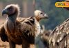घर की छत पर रोजाना बैठता है गिद्ध, क्या ये है अशुभ संकेत है या होने वाला है फायदा? जानें हरिद्वार के ज्योतिषी से