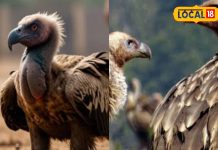 घर की छत पर रोजाना बैठता है गिद्ध, क्या ये है अशुभ संकेत है या होने वाला है फायदा? जानें हरिद्वार के ज्योतिषी से