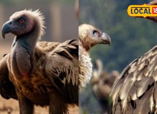घर की छत पर रोजाना बैठता है गिद्ध, क्या ये है अशुभ संकेत है या होने वाला है फायदा? जानें हरिद्वार के ज्योतिषी से