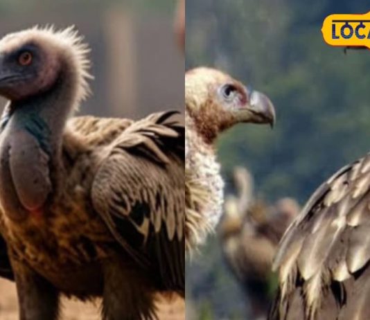 घर की छत पर रोजाना बैठता है गिद्ध, क्या ये है अशुभ संकेत है या होने वाला है फायदा? जानें हरिद्वार के ज्योतिषी से