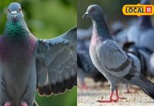 घर में है कबूतरों का रैन बसेरा… दिन-रात करते हैं गुटर गूं? हरिद्वार ज्योतिषी से जानें शुभ या अशुभ?
