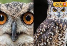 छत पर बैठा उल्लू करे ऐसी आवाज तो समझिए होने वाली है मां लक्ष्मी की कृपा, इस बात पर हो जाएं सावधान