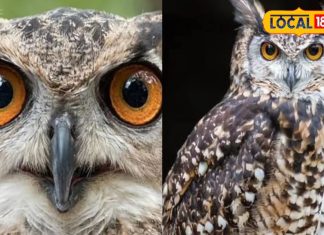 छत पर बैठा उल्लू करे ऐसी आवाज तो समझिए होने वाली है मां लक्ष्मी की कृपा, इस बात पर हो जाएं सावधान
