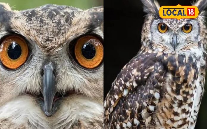 छत पर बैठा उल्लू करे ऐसी आवाज तो समझिए होने