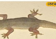 छिपकली अगर शरीर के इस हिस्से पर गिर जाए, तो चमक सकती है किस्मत