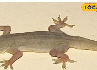 छिपकली अगर शरीर के इस हिस्से पर गिर जाए, तो चमक सकती है किस्मत