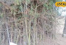 झारखंड के इस गांव की रक्षा करता है बांस का पेड़, आस्था, रहस्य और परंपरा का प्रतीक