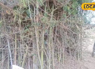 झारखंड के इस गांव की रक्षा करता है बांस का पेड़, आस्था, रहस्य और परंपरा का प्रतीक