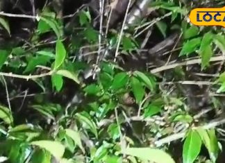 बिना इन पत्तों के अधूरी रहती है पहाड़ों की पूजा, सुख-समृद्धि और खुशहाली चाहिए तो जरूर चढ़ाएं पूजा में ये पत्ते!