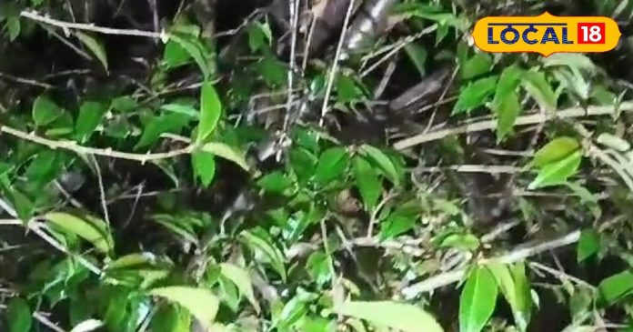 बिना इन पत्तों के अधूरी रहती है पहाड़ों की पूजा,