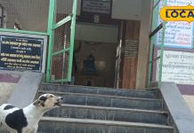 महादेव के इस अनोखे मंदिर का अद्भुत है नजारा, यहां भगवान शिव की आरती में शामिल हो जाते हैं दर्जनों कुत्ते, जानें परंपरा