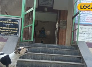 महादेव के इस अनोखे मंदिर का अद्भुत है नजारा, यहां भगवान शिव की आरती में शामिल हो जाते हैं दर्जनों कुत्ते, जानें परंपरा