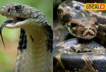 सपने में दिखे सांप-अजगर सो समझ जाएं इस बात का है संकेत, तुरंत करें ये उपाय वर्ना हमेशा रहेंगे परेशान!