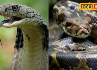 सपने में दिखे सांप-अजगर सो समझ जाएं इस बात का है संकेत, तुरंत करें ये उपाय वर्ना हमेशा रहेंगे परेशान!