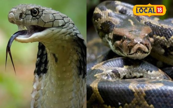 सपने में दिखे सांप-अजगर सो समझ जाएं इस बात का