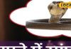 सफेद या काला! सपने में पीछा कर रहा है ये सांप, तो गले पड़ने वाली है मुसीबत