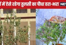सर्दियों में सूख न जाए तुलसी का पौधा, अगर इन 6 टिप्स को फॉलो कर लिए तो ठंड में भी जंगल सी घनी और हरी-भरी रहेंगी पत्तियां