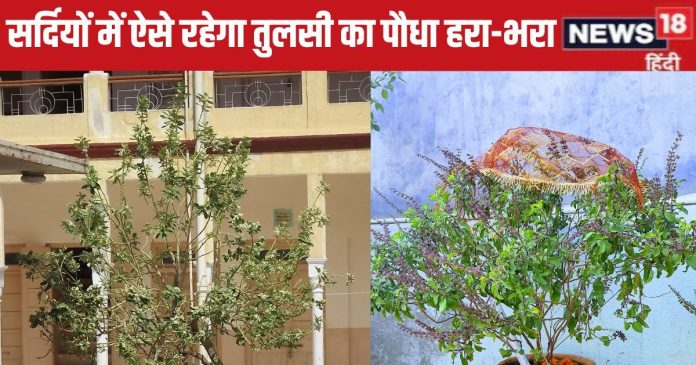 सर्दियों में सूख न जाए तुलसी का पौधा, अगर इन
