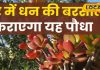 सुबह-सुबह कर लें इस पौधे के दर्शन, चुंबक की तरह खींचा चला आएगा धन