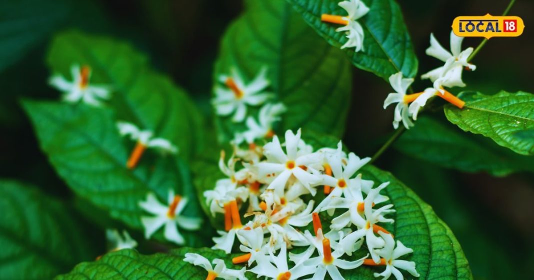 सर्दियों में इस फूल के आगे घुटने टेक देंगी ये बीमारियां, शरीर को रखता है फिट, बस इस तरीके से बना लें काढ़ा – Bharat.one हिंदी