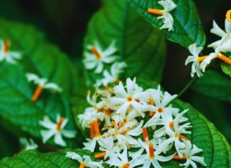 सर्दियों में इस फूल के आगे घुटने टेक देंगी ये बीमारियां, शरीर को रखता है फिट, बस इस तरीके से बना लें काढ़ा – Bharat.one हिंदी