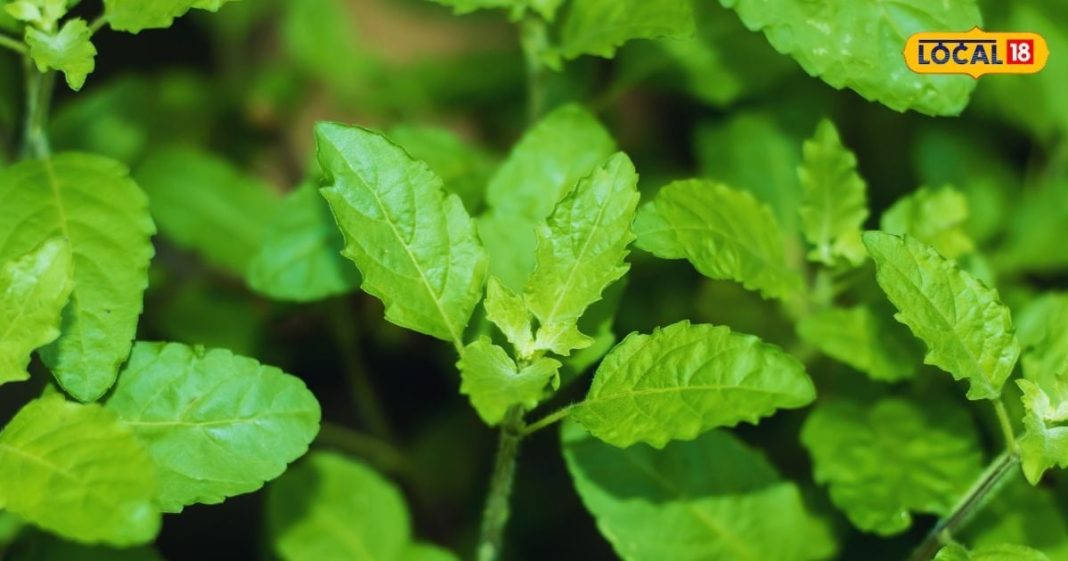 हाई ब्लड प्रेशर हो या कोलेस्ट्रॉल, जड़ी-बूटियों की रानी के आगे हर बीमारी टेक देती है घुटने, जानें – Bharat.one हिंदी