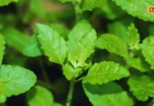 हाई ब्लड प्रेशर हो या कोलेस्ट्रॉल, जड़ी-बूटियों की रानी के आगे हर बीमारी टेक देती है घुटने, जानें – Bharat.one हिंदी