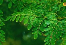 गर्भवती महिलाओं के लिए वरदान है ये पौधा, असंतुलित हार्मोन को बैलेंस करने में कारगर, थकान भी करेगा दूर!