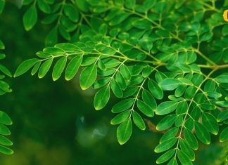 गर्भवती महिलाओं के लिए वरदान है ये पौधा, असंतुलित हार्मोन को बैलेंस करने में कारगर, थकान भी करेगा दूर!