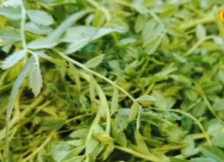 न पालक…न मेथी, सर्दियों का सुपरफूड है ये हरा साग, सेवन करने से मिलेंगे जबरदस्त फायदे, जानें तरीका